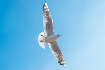 Photos of seagulls flying in the blue sky
