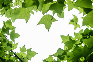 Spring leaves of maple tree isolated on white background