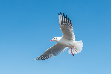 Photos of seagulls flying in the blue sky