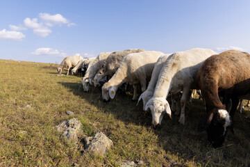 sheeps grazing on green meadow