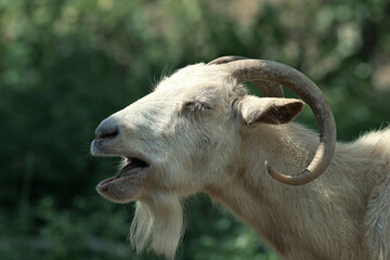 portrait of an angry goat