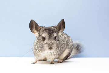Chinchilla on a white and blue background
