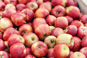 Organic fruit market, shop sale, agricultural business and eco farm