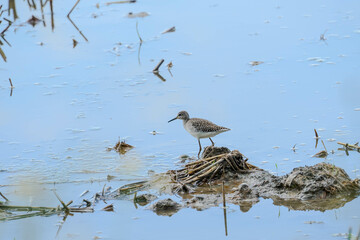 wood sandpiper