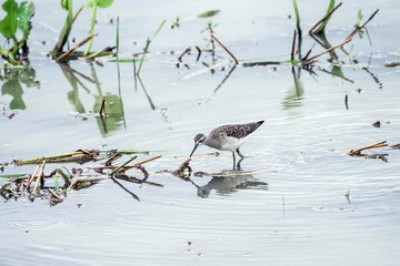 wood sandpiper