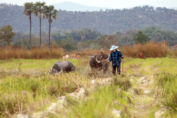 Thai buffalo