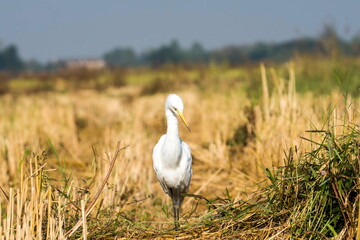 White great egret