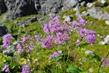 Graue Alpendost (Adenostyles alliariae) im Rätikon-Österreich 
