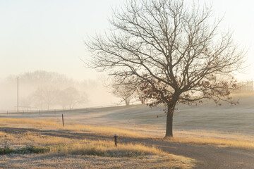 Long metal fence uphill with line of trees in early morning foggy landscape in Cartwright, Oklahoma, USA