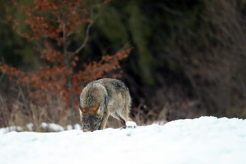 The grey wolf or gray wolf (Canis lupus) emerges from the forest in heavy snowfall. A large...