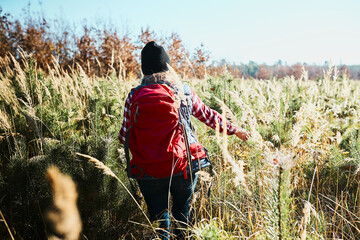 Rear view of young woman hiking on summer sunny day. Woman with backpack hiking through tall grass...