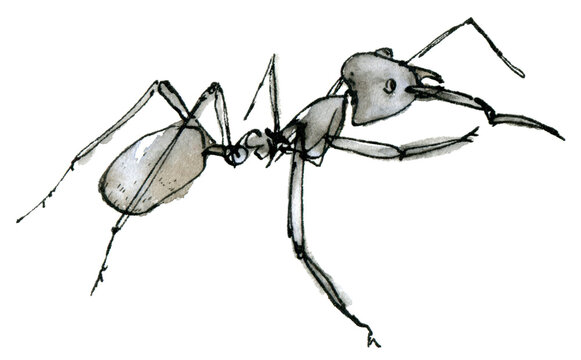 Watercolor clip art of blue ant, a pastel sketch isolated on a white background. Elegant insect illustration drawn by hand with ink.