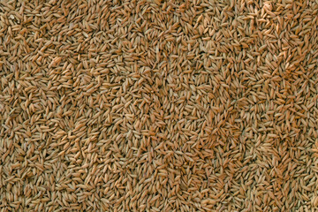 background of wheat. villager people letting it dry traditional method food. 