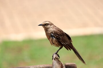 ave sabiá do campo - mimus saturninus