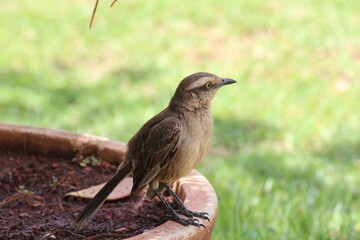 ave sabiá do campo - mimus saturninus
