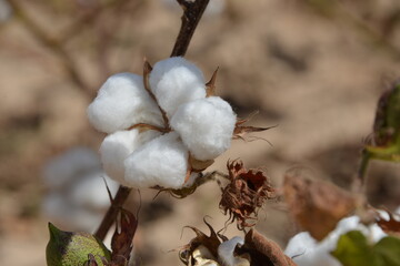 Du coton bio dans un champs de coton au Burkina faso