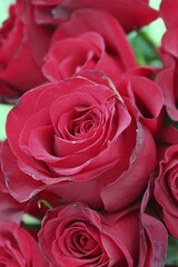 red roses bouquet