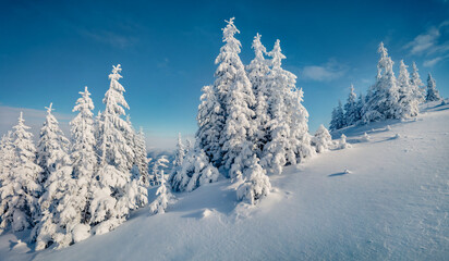 Christmas postcard. Unbelievable morning view of Carpathian mountains with fresh snow covered fir...