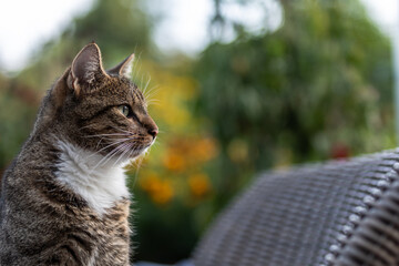relaxte Miezen