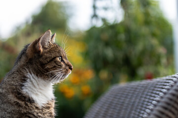 relaxte Miezen