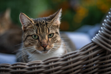 relaxte Miezen