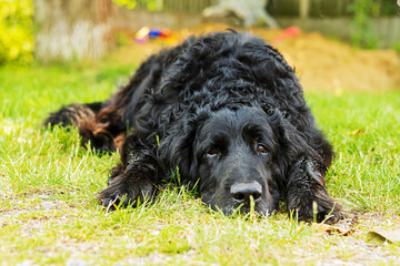 male dog hovawart black resting and lying on the grass