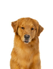 Close-up portrait of purebred dog, Golden retriever posing isolated over white studio background. Concept of beauty