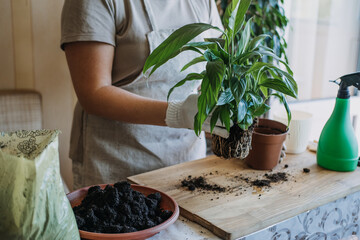 Spring Houseplant Care, repotting houseplants. Waking Up Indoor Plants for Spring. Woman is...