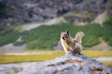 Curious chipmunk on the rock getting closer to the camera. Closeup shot from Canadian Rockies