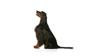 Side view of one purebred dog, Scottish Gordon Setter posing isolated over white studio background....