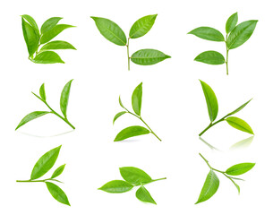 set of green tea leaves isolated on white background