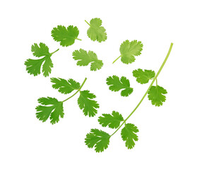 Top view of parsley leaves isolated on white background.