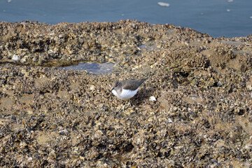 維和島のイソシギ