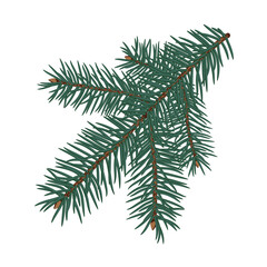 Green fluffy pine branch. Isolated on transparent background