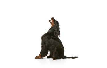Profile view of purebred dog, Scottish Gordon Setter posing isolated over white studio background.