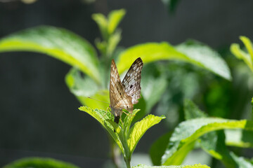 Butterfly Anartia jatrophae under leaves of the lemon balm (Lippia alba) in the city of Rio de Janeiro, Brazil.