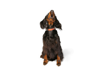 Front view of purebred dog, Scottish Gordon Setter sitting on floor and looking up isolated over white studio background. Concept of animal