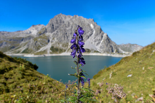 Blaue Eisenhut (Aconitum napellus) am Rande des Lüner Sees im Rätikon/Vorarlberg 