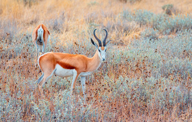 Black faced impala, Aepeceros melampus petersi in Ethosa National Park, Namibia