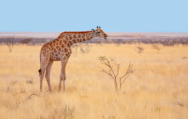 Giraffe walking in yellow grass on the Ethosa national park, Namibia