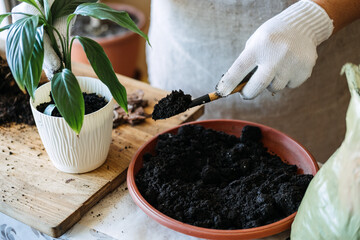 Potting soil. Soil to repot indoor plants. Spring Houseplant Care, repotting houseplants. Woman is transplanting plant into new pot at home. Gardener transplant plant Spathiphyllum.