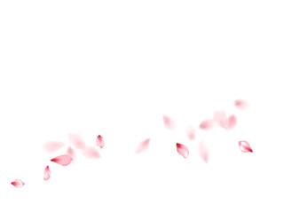 Pink sakura flower flying petals isolated on white vector background.