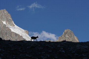 mountain goat on the mountain