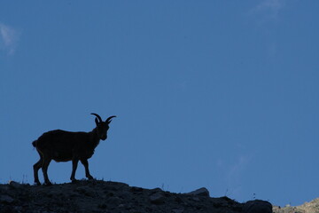 Mountain goats
