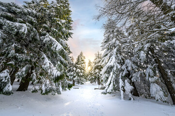 Cold winter in the mountain forest with snow covered fir trees. Splendid outdoor scene of Stara Planina mountain in Bulgaria. Beauty of nature concept background landscape