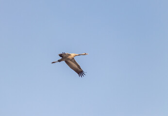 A gray  crane flies on a foggy early winter morning over a nature reserve at Lake Hula in northern Israel