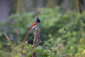 Beautiful long tailed bird in nature 