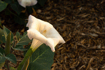 Datura meteloides flower (Moonflower) in a garden.