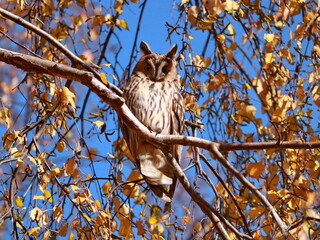 Brown owl in autumn leaves - Asio otus