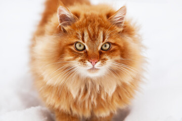 Portrait of a red fluffy cat, with big eyes in winter.